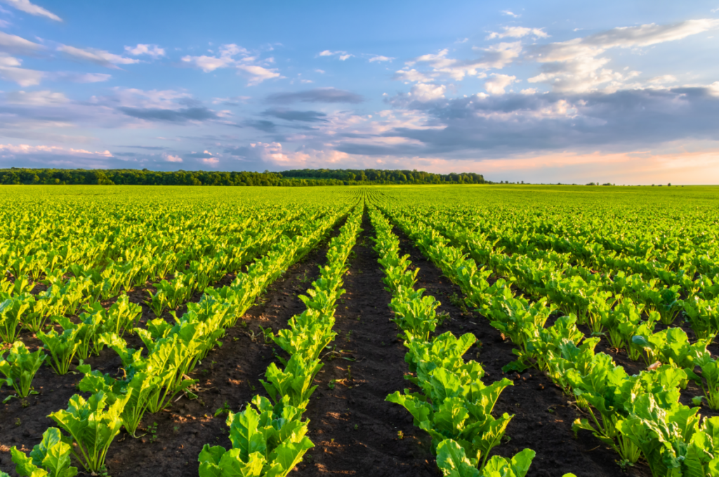 EM-1 Microbial Active 